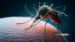 پشه آئدس در حال نیش زدن انگشت و انتقال تب دنگی